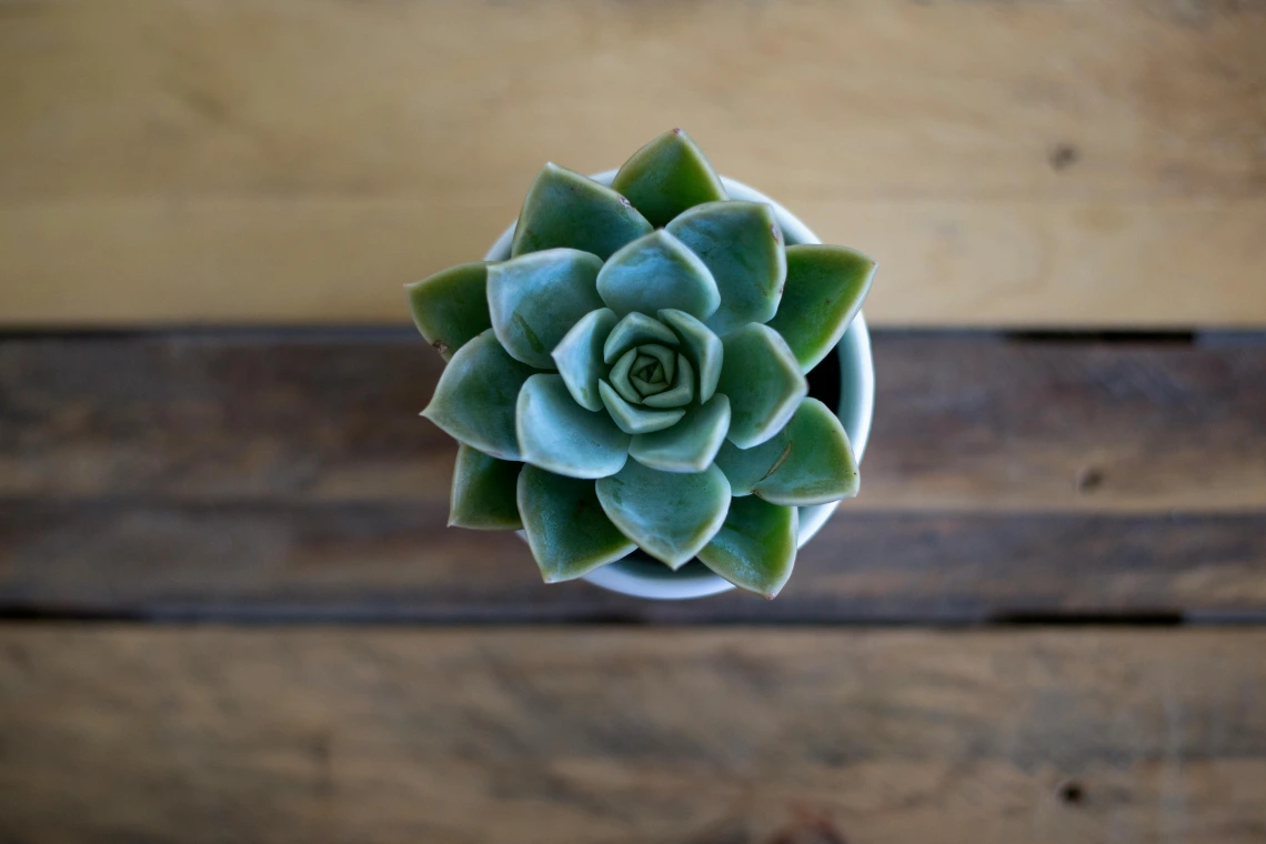 succulent on a hardwood table